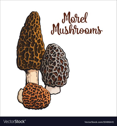 Morel Mushroom Drawing, Mushrooms Sketch, Mushroom Spores, Mushroom Drawing, Morel Mushroom, Edible Mushrooms, Sketch Style, Grow Bags, Design Grafico