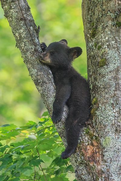 Photo Ours, Black Bear Cub, Bear Photos, Bear Pictures, Bear Cub, Bear Cubs, Cute Animal Pictures, Wildlife Animals, Cute Creatures