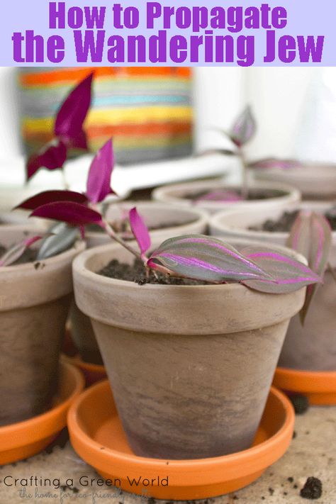 Wondering Jew Plant Propagate, Wondering Jew Plant, Wondering Jew, Jew Plant, Green Crafts, Toxic Plants For Cats, Wandering Jew Plant, Types Of Houseplants, Garden Nook