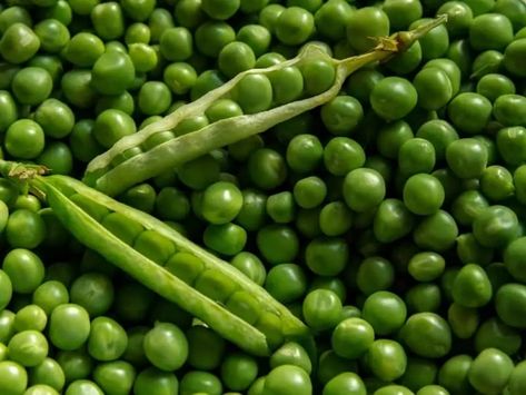 Types of Peas - Complete List and Guide 2021 - Northern Nester Kacang Polong, Organic Food Market, Companion Planting Chart, Growing Peas, Pea Protein Powder, English Peas, Old Farmers Almanac, Personalized Nutrition, 12 Tomatoes