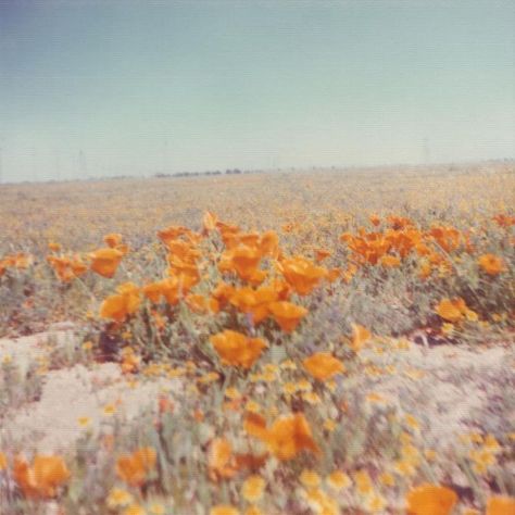 Vintage Photo Prints, 70s Photos, California Poppies, Orange Aesthetic, California Poppy, Images Esthétiques, Foto Vintage, Photo Wall Collage, Spring Aesthetic