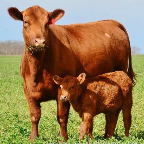 Red Angus Cattle, Red Angus Cows, Angus Cows, Cow With Calf, Angus Cow, Angus Cattle, Cow And Calf, Bull Tattoos, Dairy Cattle