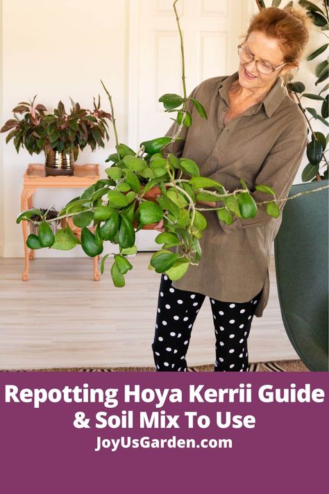 Hoya Kerrii Care, Sweetheart Hoya, Plant Repotting, Faux Succulent Wreath, Repotting Plants, Hoya Kerrii, Orchid Plant Care, Blooming Succulents, Easy Care Houseplants