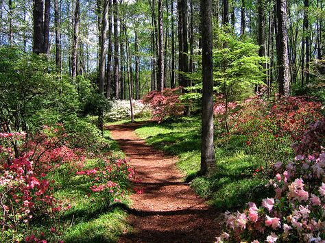 Plants that like acid and shade for under the pine trees Callaway Gardens, Plants Landscape, Wallpaper Forest, Trees Landscape, Landscape Landscape, Garden Shrubs, Forest Garden, Woodland Garden, Garden In The Woods