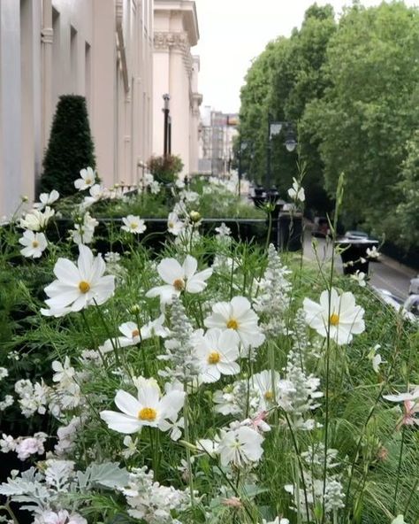 Alexander Hoyle on Instagram: "Cosmos, Gaura & Salvia 💚 A few July’s ago #englishgarden #terrace #summer #garden #flowers #plantsman #alexanderhoyle" Cosmos Flowers Garden, Gaura Plant, Cosmos Plant, Summer Garden Flowers, July Flowers, Cosmos Flowers, English Garden, Garden Flowers, Outdoor Style