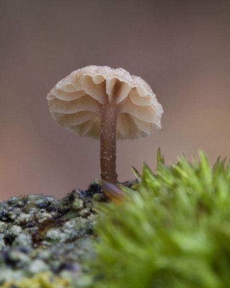 Tiny Shroom | Tiny Mushrooms (likely one of the Marasmius ge… | Flickr Fall Clean Up, Tiny Mushroom, Elm Tree, Pole Saw, Woodpeckers, Garden Inspired, Macro Lens, Dandelion, Stuffed Mushrooms