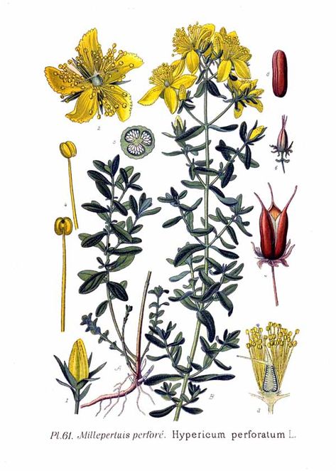 Hypericum perforatum (dziurawiec zwyczajny) Biology Prints, Hypericum Perforatum, Pagan Festivals, Botanical Illustration Vintage, Botanical Drawings, Summer Solstice, Realistic Drawings, Vintage Botanical, Wikimedia Commons