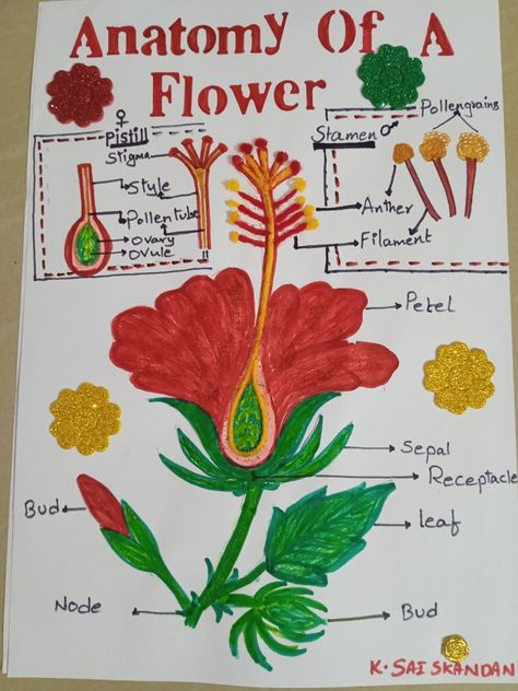 Anatomy Of A Flower, Flower Anatomy, Hibiscus Flower, Hibiscus Flowers, A Flower, Hibiscus, Anatomy, Flowers