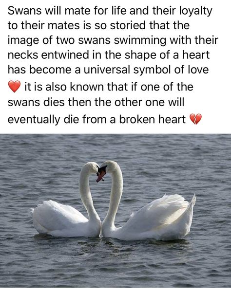 Swan Love Quote, Swan Meaning, Swan Love, Carnival Ideas, Teal Swan, Understanding Men, Love Facts, Aesthetic Desktop Wallpaper, Introverted