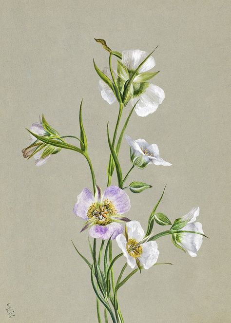 Sego Lily (Calochortus nuttallii) by Mary | Free Photo - rawpixel Sego Lily Flower, Botanical Prints Free, Sego Lily, Lily Watercolor, Free Illustration Images, Flower Printable, Plant Illustration, Vintage Artwork, Lily Flower