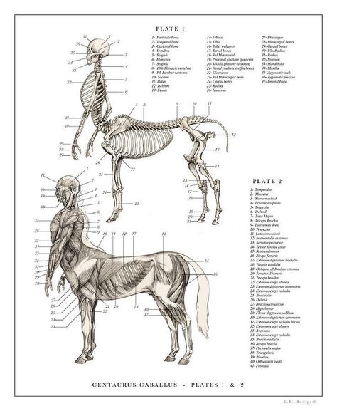 The Resurrectionist, Fantasy Creatures Mythology, Anatomy Drawing, Mythical Creatures Art, Mythological Creatures, Creature Concept Art, Mystical Creatures, The Human Body, Creature Concept