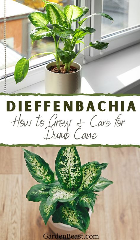 Dieffenbachia Plant Care, Defenbacia Plant, Difenbachia Care, Definbachia Plant, Dieffenbachia Houseplant Plant Care, Difenbahya Plant, Diffenbachia Care, Diffenbachia House Plant, Diffenbachia Leaf Variety