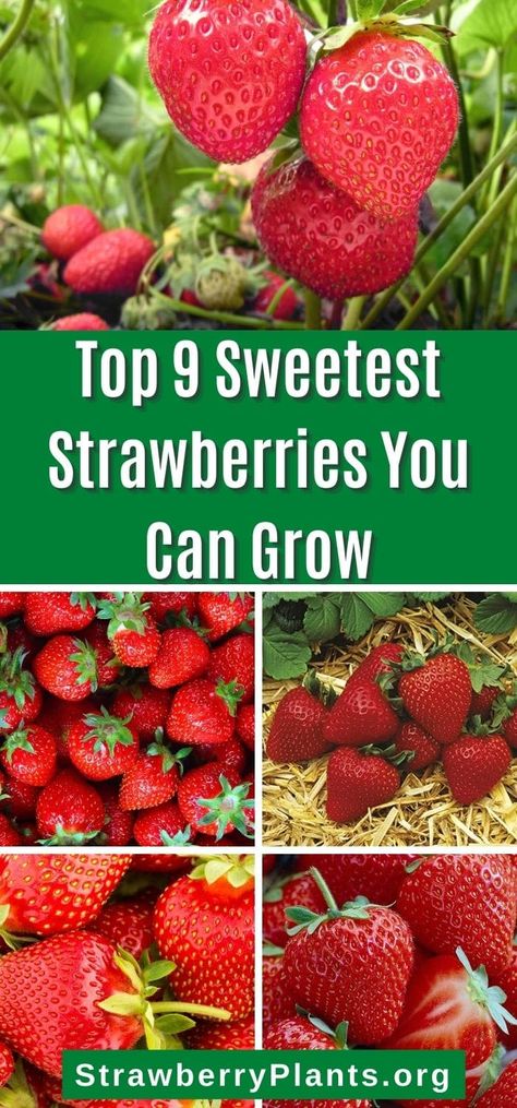 Strawberry Plant Care, Strawberry Gardening, Growing Strawberries In Containers, Growing Plants From Seeds, Everbearing Strawberries, Strawberries In Containers, Strawberry Varieties, Alpine Strawberries, Garden Fruit