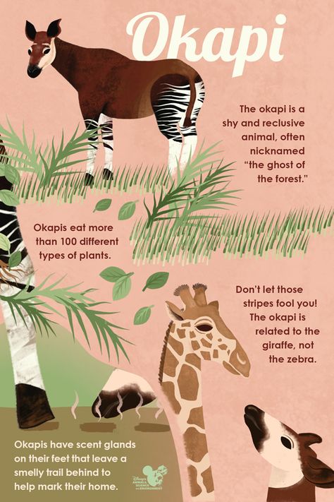 The Okapi Population Gets a Boost at Disney’s Animal Kingdom Lodge | Disney Parks Blog Animal Infographic, Disney Animal Kingdom Lodge, Wildlife Biologist, Animal Kingdom Lodge, Mood Vibes, Tropical Animals, Shorts Pattern, Unusual Animals, Rare Animals