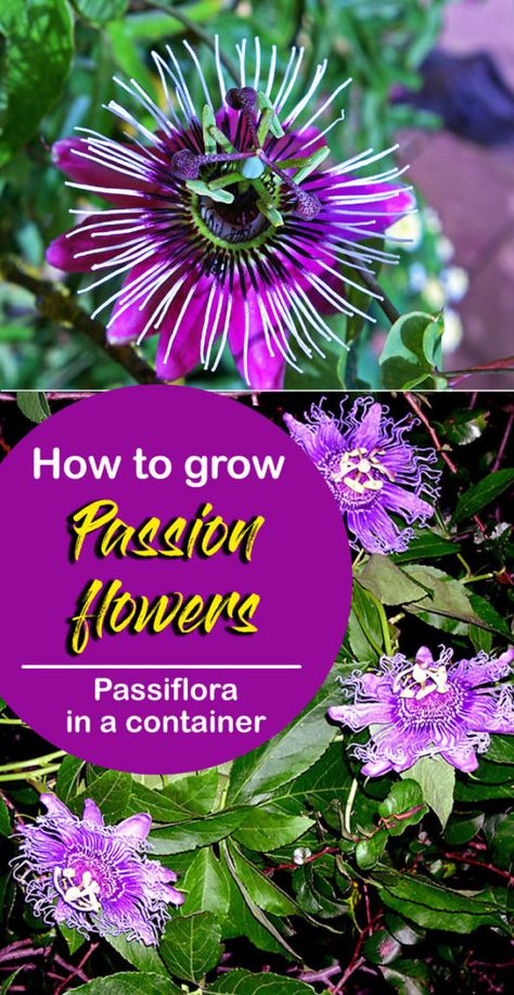 Passion Vine How To Grow, Growing Passion Flower, Passion Flower Plant, Fruit Trees From Seed, Passion Flower Vine, Purple Passion Flower, Hawaiian Landscape, Passion Fruit Flower, Planting Hacks