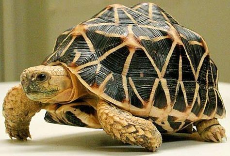 Star Tortoise, Indian Star Tortoise, Tortoise Tattoo, Russian Tortoise Diet, Tortoise Food, Russian Tortoise, Cute Tortoise, Tortoise Care, Tortoise Habitat