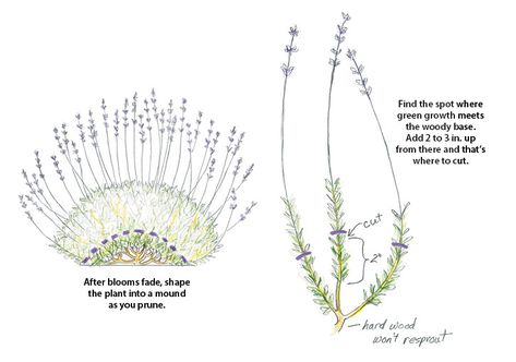 Planting Lavender Outdoors Landscapes, Lavender Pruning Tips, How To Trim Lavender Plants, Trimming Lavender Plants, How To Care For Lavender Plants, Pruning Lavender Plants, Lavender Phenomenal, How To Plant Lavender, Lavender Pruning