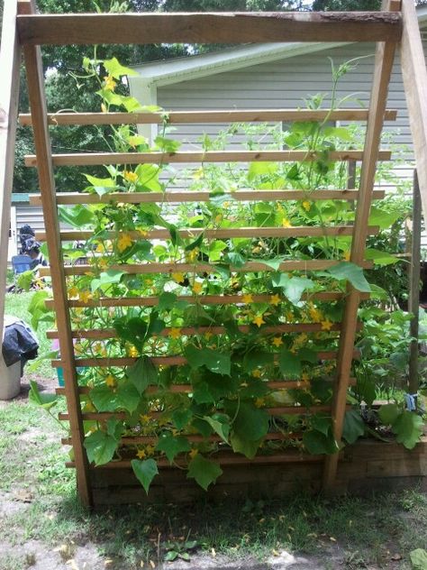 Cucumber Face Mask Diy, Raised Bed Diy, Trellis Raised Bed, Cucumber Garden Trellis, Cucumber Trellis Diy, Cucumber Gardening, Vertical Garden Plants, Cucumber Trellis, Diy Garden Trellis