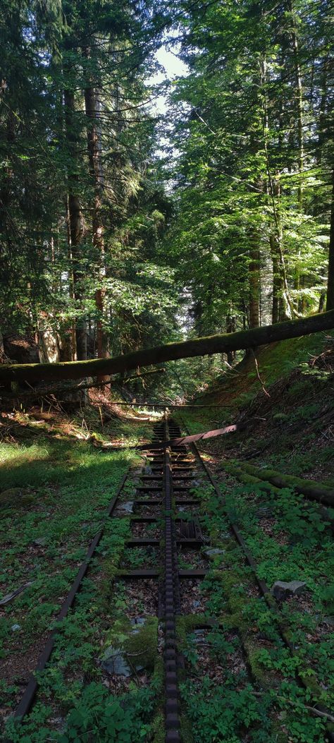 🌳 an abandoned railway line, lost in the middle of the forest 🚂🚃🚃🚃 Abandoned Building In Forest, Abandoned Treehouse, Ability Ideas, Abandoned Forest, Forest Pics, Abandoned Railway, Railway Line, Outdoor Buildings, Horror Novel