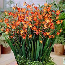 Check this out! Orange Flowering Plants, House Plants Hanging, Winter Shrubs, Heather Plant, Bulbous Plants, Biennial Plants, Summer Flowering Bulbs, Calathea Plant, Orange Plant