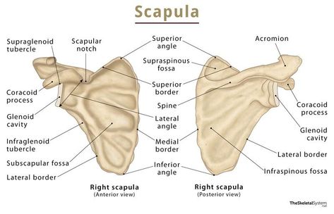 Triceps Brachii Muscle, Biceps Brachii Muscle, Scapula Bone, Supraspinatus Muscle, Subscapularis Muscle, Infraspinatus Muscle, Thoracic Cage, Axial Skeleton, Arm Bones