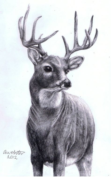 Realistic Deer by annoKat on DeviantArt Sketching Realistic, Deer Black And White, Stag Art, Kneadable Eraser, Deer Sketch, White Sketches, Realistic Animal Drawings, Deer Antler Decor, Animal Sketch