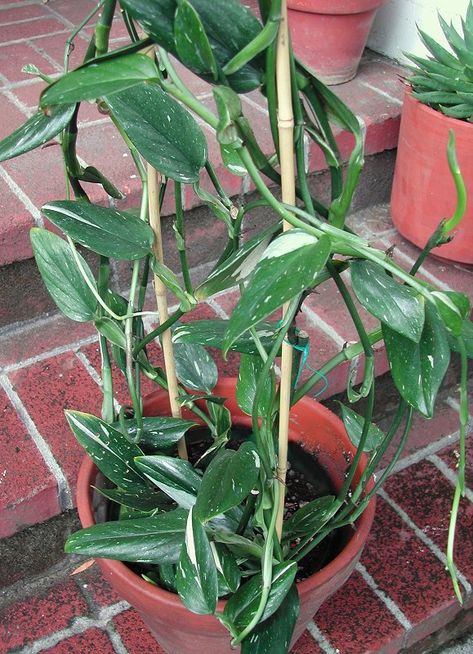 Monstera standleyana Exotic House Plants, Monstera Standleyana, Wishlist Plants, Indoor Oasis, Dream Plants, Evergreen Vines, Lucky Plant, Plant Wishlist, Plant Goals