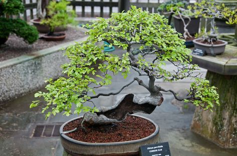 Bonsai Indoor, Chinese Elm Bonsai, Buy Bonsai Tree, African Lovebirds, Elm Bonsai, Bonsai Forest, Bonsai Tree Types, Bonsai Care, Bonsai Tree Care