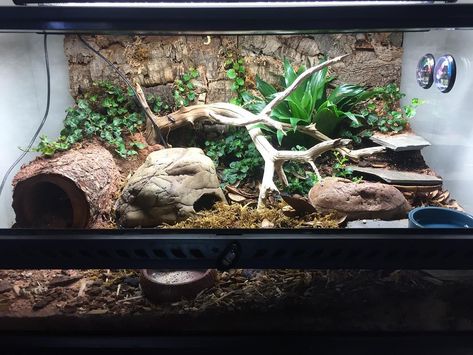 Pasta, my African fat tailed gecko, lives in a 24 x 12 x 18 Exo Terra terrarium modeled after a subtropical scrubland, and it's gotta be my favorite thing I've ever built, EVER! Even more than my planted tanks... which I'm always rescaping and rearranging  But mostly because it's so low maintenance. The plants are doing great, the clean up crew colonies are finally taking off after like two months, and you can even see Ficus pumila vines starting to climb up the back wall! So happy with... African Fat Tailed Gecko, Leopard Gecko Cage, Gecko Cage, Leopard Gecko Tank, Lizard Habitat, Gecko Habitat, Snake Terrarium, Gargoyle Gecko, Fat Tailed Gecko