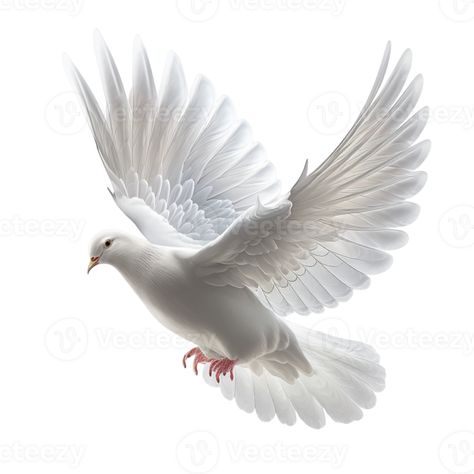 pigeon on a transparent background, Pigeon Png, Dove Png, Dove Design, Black And White Photography Portraits, Timeless Tattoo, The Pigeon, Heaven Art, Church Stage Design, Shiva Photos