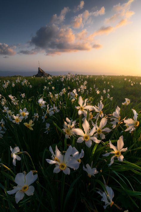 Narcissus Flower Wallpaper, Narcissus Flower, Flower Wallpaper, Beautiful Flowers, Photo And Video, Plants, Flowers, Photography, On Instagram