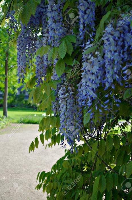 Chinese Wisteria, Wisteria Sinensis, Wisteria Plant, Perennial Shrubs, Climbing Vines, Climbing Plants, Vanuatu, Whole Foods, Turks And Caicos