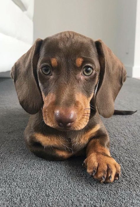 Weener Dogs, Big Dogs Breeds, Biggest Dog In The World, Biggest Dog, Baby Dachshund, Attract People, Cutest Dogs, Dogs Breeds, Dapple Dachshund