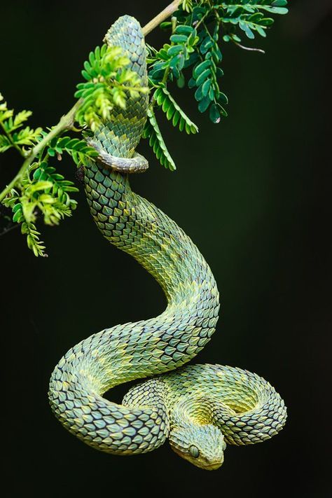 African Bush Viper, Bush Viper, Cool Snakes, Colorful Snakes, Cute Reptiles, Reptile Snakes, Beautiful Snakes, Green Snake, Reptiles And Amphibians