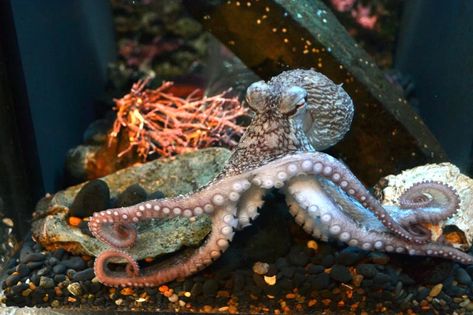 Oregon Coast Aquarium and Seaside Aquarium are back; Westport not until Dec 18 Octopus Photos, Depoe Bay, Southern Oregon Coast, Pacific City, Gray Whale, Gold Beach, Rockaway Beach, State Of Oregon, Southern Oregon