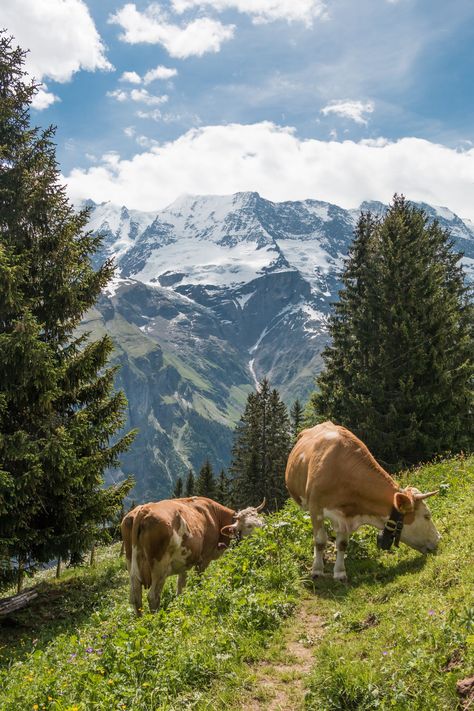 7 Farm Animals Photography Nature 0dc391dbfb7d337d718ef6bc ca4 Spiez Switzerland, Lauterbrunnen Valley, Nature Photography Animals, Animals Photography, Cow Pictures, Interlaken, Cable Car, Lucerne, Swiss Alps