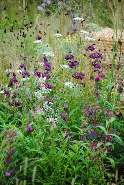 Penstemon Raven, Sedum Matrona, Spiritual Garden Ideas, Spiritual Garden, Hampton Court Flower Show, Prairie Planting, Prairie Garden, Outdoor Sanctuary, English Gardens