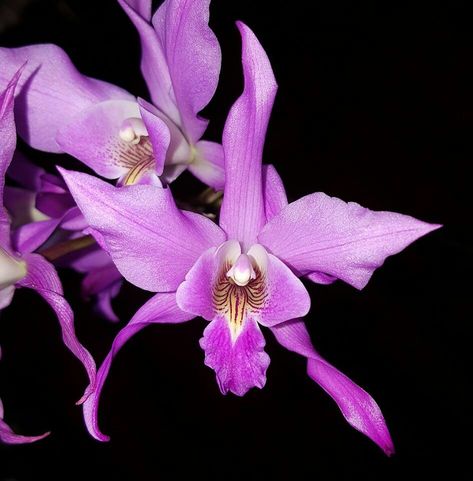 Laelia Autoceps 1925 (registered hybrid)L. anceps x L. autumnalis Laelia Orchid, Orchids