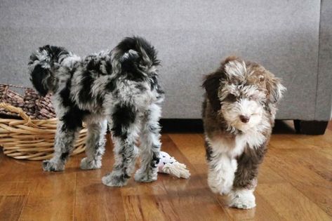 Mini Aussiedoodles, Aussie Poo, Aussie Doodle Puppy, Raising Puppies, Australian Shepherd Red Tri, Aussie Doodle, Mini Aussiedoodle, Aussiedoodle Puppies, Dogs Ideas