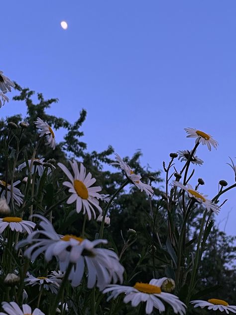 Night, moon, flower Night Cottagecore, Cottagecore Night, Flowers Cottagecore, Cute Cottage, Night Moon, Painting Wallpaper, Night Time, Cottage, Moon