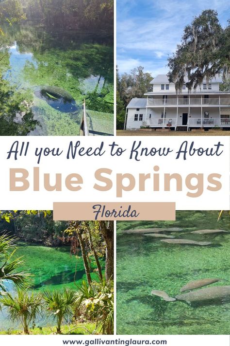 four images, top left to right: lone manatee swimming in clear green water with a set of steps at the side. White historical home with sweeping tree. bottom left to right: spring hole vent can be seen in the clear green spring waters. group of manatees swimming in the spring waters. Blue Spring State Park Florida, Blue Springs State Park Florida, Usa Vacations, Florida Winter, Blue Springs State Park, Manatee Florida, Spring Camping, Florida Adventures, Florida Springs