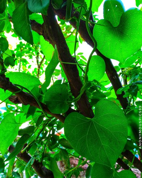 Ayurveda Medicine, Ayurvedic Plants, Autumn Tree, Sunday Afternoon, Photosynthesis, Autumn Trees, Ayurveda, Plant Leaves, Medicine