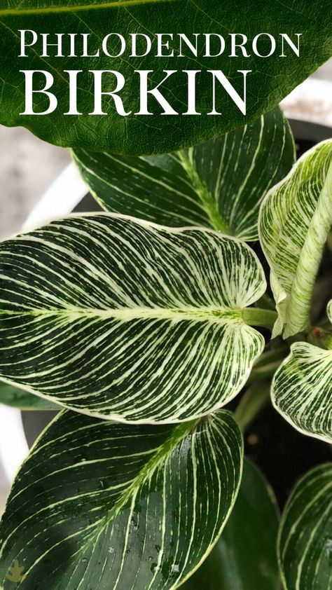 Tennessee Gardening, Philodendron Birkin, Window Greenhouse, Planting Plants, Plants Diy, Philodendron Plant, Garden Window, Bohemian Garden, Indoor Plant Care