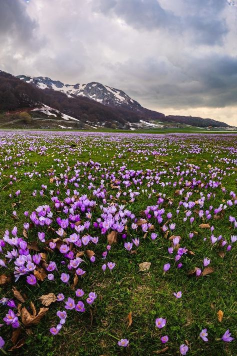 Crocus Flowers, Front Garden Design, Crocus Flower, Natural Structures, Garden Pathway, Nature Garden, Pretty Plants, Nature Beautiful, Flowers Nature