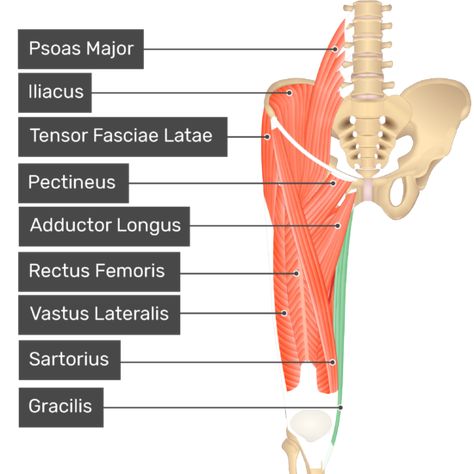 Adductor Longus, Arteries Anatomy, Skeleton Muscles, Tensor Fasciae Latae, Human Muscle Anatomy, Sports Massage Therapy, Yoga Anatomy, Hip Flexor Stretch, Psoas Muscle