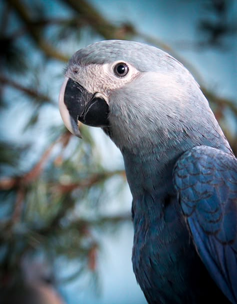 Spix's macaw returns to Brazil, but is overshadowed by controversy Blue Macaw, Macaw Parrot, Outdoors Tattoo, Tropical Birds, Animals Of The World, Animal Design, Beautiful Birds, Animal Photography, A Tree