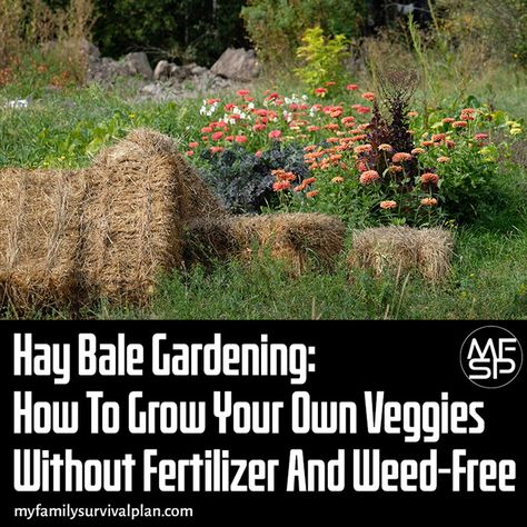 My Family Survival Plan Hay Bale Gardening: How To Grow Your Own Veggies Hay Bale Planting, Hay Bale Fire Pit, Hay Bales Around Fire Pit, Round Bale Hay Storage, Hay Bale Pyramid, Hay Bale Gardening, Cauliflower Plant, Hay Bales, Tomato Plants