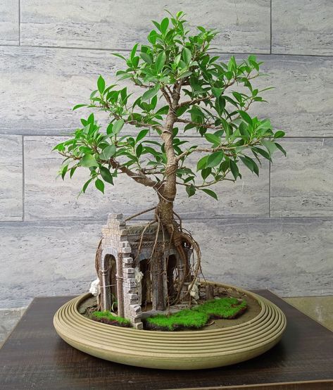 Tiger Bark Ficus Bonsai, Tiger Bark, Redwood Bonsai, Garden Bonsai Tree, Bonsai Diy, Bonsai Nursery, Ficus Bonsai, Bonsai Mini, Miniature Zen Garden