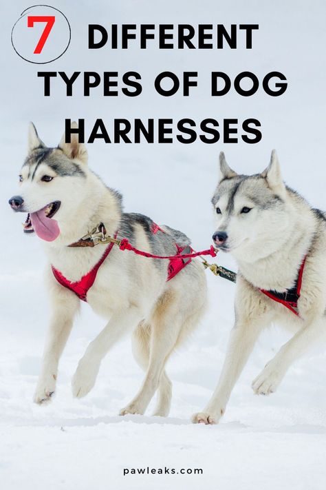 If you’re on the hunt for the best type of harness for your dog, you’re at the right address. While dozens of articles cover the best overall dog harnesses or no-pull dog harnesses, I wanted to dive deeper into whether you really need one and what kind of options are out there for your pup. In this post, I will show you 7 different types of harnesses and how to choose the right one for you. #dogs #products #harness Harnesses For Dogs, Dog Harness No Pull, Dog Pulling Harness, Leash Training Puppy, Dog Halter, Dogs Products, Chiweenie Dogs, Dogs Harness, Large Dog Harness