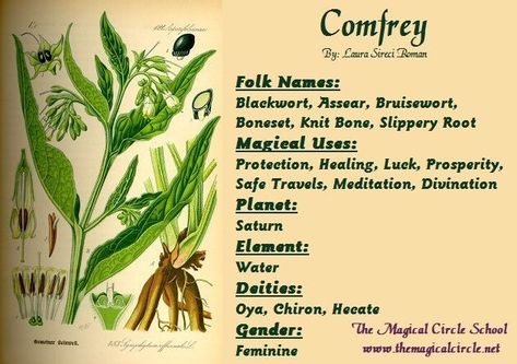 Comfrey Plant, Magickal Herbs, Witch Herbs, Plant Magic, Witch Garden, Magic Herbs, Herbal Plants, Magical Herbs, Herbal Magic